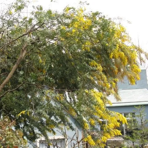 Acacia baileyana