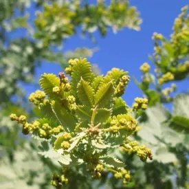 Acacia baileyana