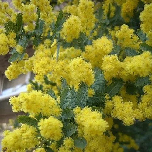 Acacia baileyana