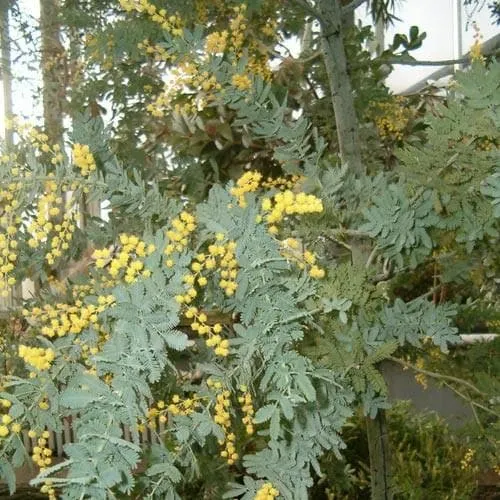 Acacia baileyana